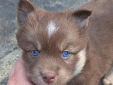 Portée de 5 Pomsky non LOF née en avril 2026 à réserver