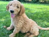 4 chiots Golden Doodle mâles F1 non LOF nés en avril 2026 à vendre