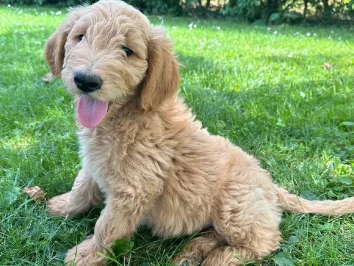 4 chiots Golden Doodle mâles F1 non LOF nés en avril 2026 à vendre