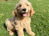4 chiots Golden Doodle mâles F1 non LOF nés en avril 2026 à vendre