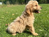 4 chiots Golden Doodle mâles F1 non LOF nés en avril 2026 à vendre