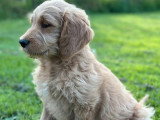 4 chiots Golden Doodle mâles F1 non LOF nés en avril 2026 à vendre