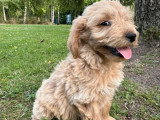 4 chiots Golden Doodle mâles F1 non LOF nés en avril 2026 à vendre