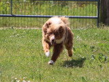 Chienne Berger Australien LOF à vendre