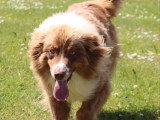 Chienne Berger Australien LOF à vendre