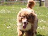Chienne Berger Australien LOF à vendre