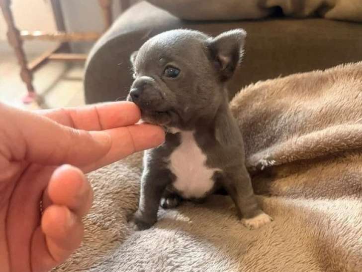 3 chiots Chihuahua mâles bleus à réserver non LOF