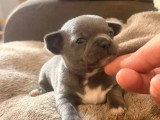 3 chiots Chihuahua mâles bleus à réserver non LOF