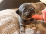3 chiots Chihuahua mâles bleus à réserver non LOF