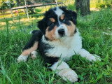 Chiot Berger Australien mâle noir tricolore LOF à vendre
