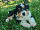 Chiot Berger Australien mâle noir tricolore LOF à vendre