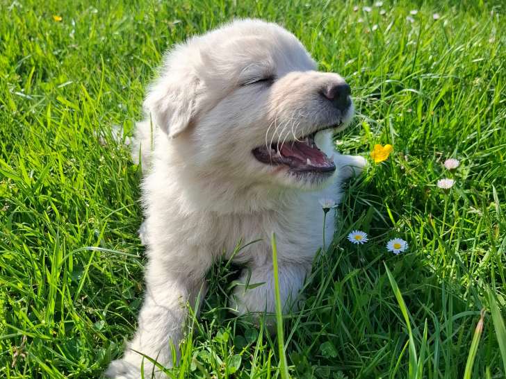 Chiots de type Berger de Maremme-Abruzzes à vendre (4 femelles & 5 mâles)