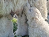 Chiots de type Berger de Maremme-Abruzzes à vendre (4 femelles & 5 mâles)