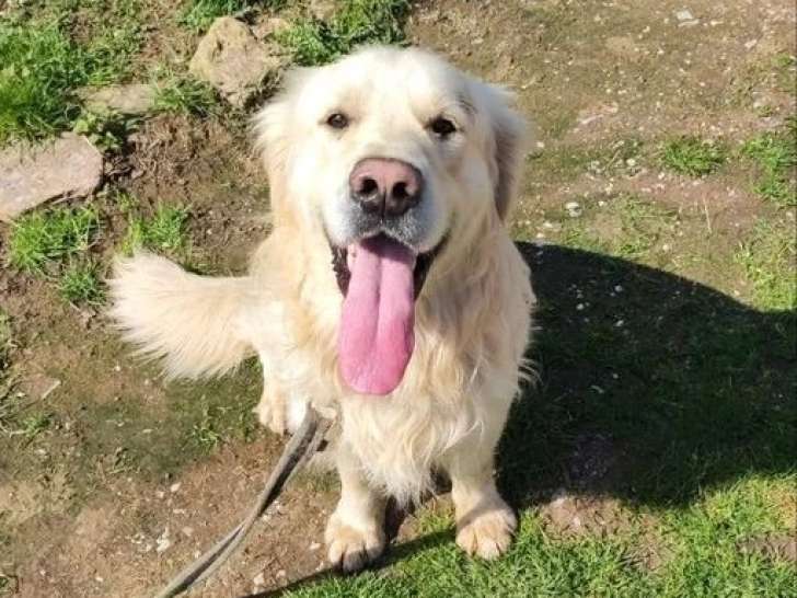 Golden Retriever mâle non LOF d'octobre 2022 en vente