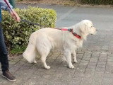 Golden Retriever mâle non LOF d'octobre 2022 en vente