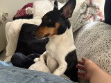 Mâle Jack Russell disponible pour saillie
