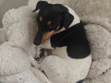 Mâle Jack Russell disponible pour saillie