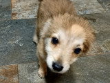 Aldo, chiot à adopter en association