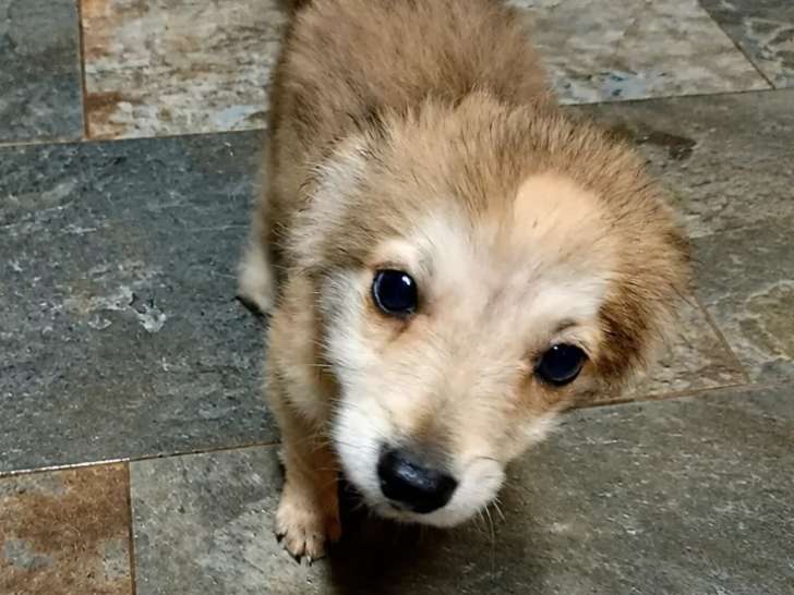 Aldo, chiot à adopter en association