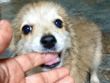 Aldo, chiot à adopter en association