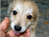 Aldo, chiot à adopter en association