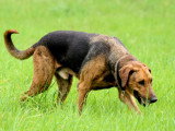 Theo, un chien merveilleux à adopter !
