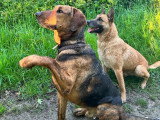 Theo, un chien merveilleux à adopter !