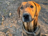 Theo, un chien merveilleux à adopter !
