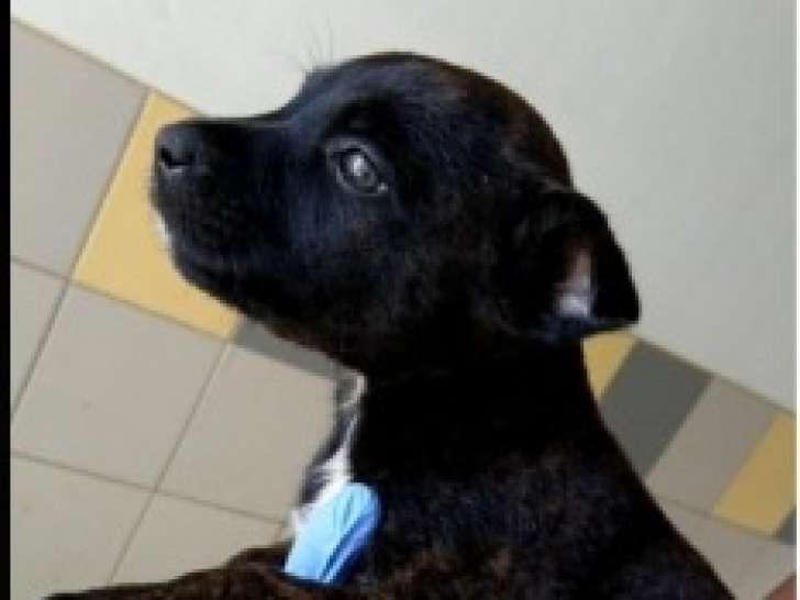 Alphonse, chiot à adopter en association