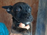 Alphonse, chiot à adopter en association