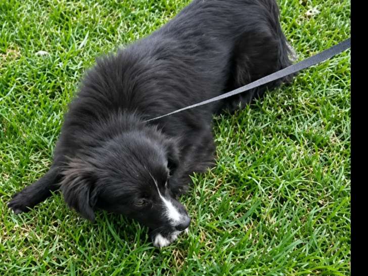 Buddy, chiot à adopter en association