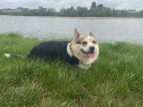 Chienne Welsh Corgi Pembroke disponible pour saillie