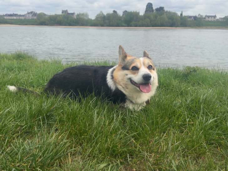 Chienne Welsh Corgi Pembroke disponible pour saillie