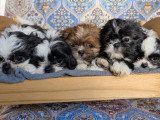 5 chiots Shih Tzu mâles non LOF nés en mars 2026 à vendre