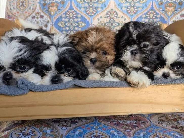 5 chiots Shih Tzu mâles non LOF nés en mars 2026 à vendre