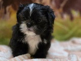 5 chiots Shih Tzu mâles non LOF nés en mars 2026 à vendre