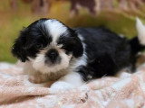 5 chiots Shih Tzu mâles non LOF nés en mars 2026 à vendre