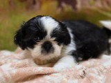 5 chiots Shih Tzu mâles non LOF nés en mars 2026 à vendre