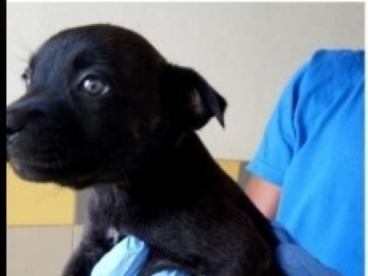 Burdy, chiot femelle à adopter en association