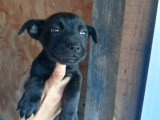 Burdy, chiot femelle à adopter en association