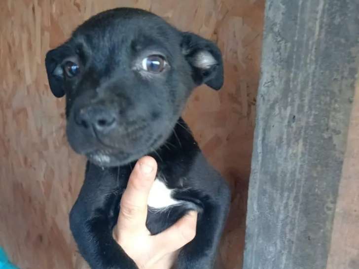 Chance, chiot femelle à adopter en association