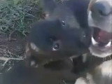 Chance, chiot femelle à adopter en association