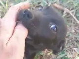 Chance, chiot femelle à adopter en association