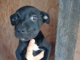 Elsa, chiot femelle à adopter en association
