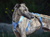 Noël, Galgo Espagnol à adopter en refuge