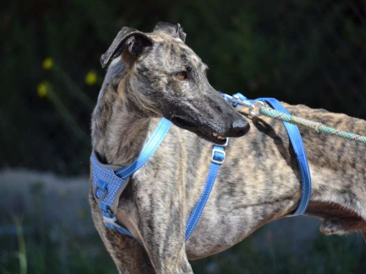 Noël, Galgo Espagnol à adopter en refuge