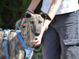 Noël, Galgo Espagnol à adopter en refuge