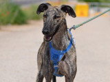 Noël, Galgo Espagnol à adopter en refuge