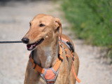 Mochi, Galga douce et magnifique à adopter en association