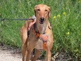 Mochi, Galga douce et magnifique à adopter en association